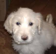 Why in the WORLD Would You "Poodle Your Doodle"?