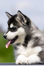 Siberian Husky Puppy Outdoors Siberianhusky Siberian Husky Puppy Outdoors Siberianhusky Rssmix Com Mix Id 9959214 In 2020 Siberian Husky Husky Malamute Husky