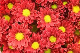 Chrysanthemum Flower Scientific Name Best Flower Wallpaper