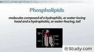 Itec diploma in the cell membrane keeps the cell together by containing the organelles within it. Selectively Permeable Membranes Definition Examples Video Lesson Transcript Study Com