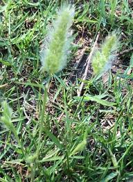 Image result for Polypogon