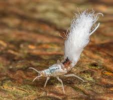 Image result for Pterygota