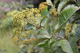 Image result for Harungana madagascariensis