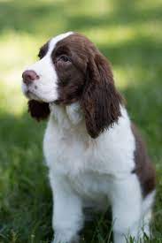 We have been breeding springers for over twenty years. English Springer Spaniel Puppy Liver And White English English Springer Spaniel Puppy Springer Dog Spaniel Puppies