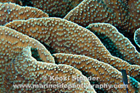 Image result for Microcoelia corallina