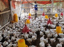 Lowongan kerja di jalan baru kandang roda : Dongkrak Harga Perusahaan Besar Janji Serap 4 11 Juta Ayam Milik Peternak Bisnis Liputan6 Com