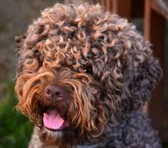 Lagotto Romagnolo Dog Breed Information Curly Dogs Dog Breeds Unique Dog Breeds