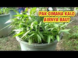 Air Lele Bau Budikdamber Youtube In 2020 Bau Make It Yourself Plants