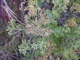 Image result for Pluchea