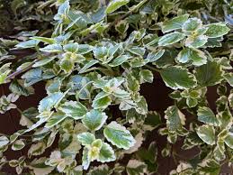 Image result for foto moud Forsterův