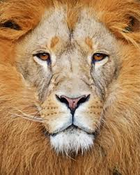 Transform your look this halloween with makeup. Aesthetic Lion Animal Face Paint By Numbers Canvas Paint By Numbers