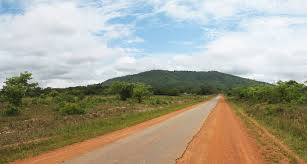 Image result for Argomuellera macrophylla