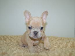 Find local french bulldog puppies for sale and dogs for adoption near you. French Bulldog Petland Dunwoody Puppies For Sale