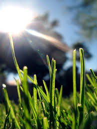 A Quick Guide To British Grass Species The Lawn Man