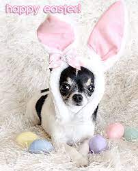 Famous Chihuahua I Love Dogs Easter Cats Cute Chihuahua