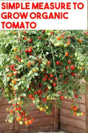 Tips On How To Grow Tomato Organically Container Gardening Vegetables Growing Vegetables Plants