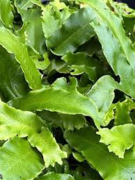 Image result for Asplenium