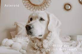 Maybe you would like to learn more about one of these? Silversword English Golden Retrievers Silversword Akc Registered English Golden Retrievers