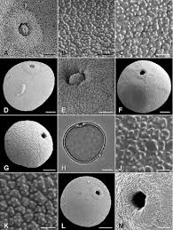 Image result for Enteropogon prieurii