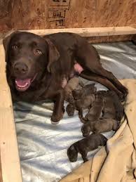 Torg's labs is a hunting labrador retriever kennel in solway, minnesota located between canada, north dakota, south dakota, iowa and wisconsin. Akc Chocolate Lab Puppies For Sale Hunt Talk