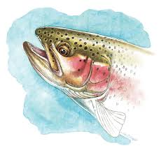 Click here to learn more. Rainbow Trout Study Painting By Jq Licensing