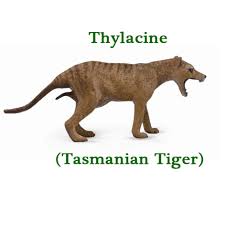 The thylacine had become extremely rare or extinct on the australian mainland before european settlement of the continent, but it survived on the island of tasmania along with several other endemic species. Collecta Thylacine Tasmanian Tiger Female Model