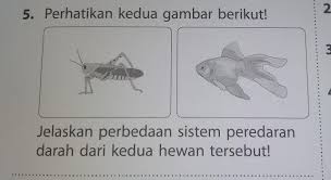 Berawal dari jantung, darah menuju insang untuk melakukan pertukaran gas. Jelaskan Perbedaan Sistem Peredaran Darah Kedua Hewan Tsb Brainly Co Id