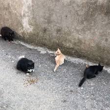 Profildeki Linkten Bize Mama Gonderebilirsiniz 1 Kilo Mama Bu Canlarin Doymasini Sagliyor Cat Catsof In 2020 Dogs Animals