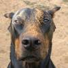 Watch this video to know how to give your puppy a relaxing since he was a puppy, i've used head & shoulders shampoo on him. Can I Bathe My Puppy With Human Baby Soap Johnson S Baby Soap Quora