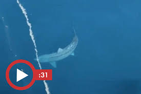 Clearly, it helps to be the daughter of a president. Giant Shark Sparks Megalodon Theory After Scaring Tourists