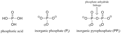 18 2 Atp And Phosphoryl Transfer Reactions Chemistry Libretexts