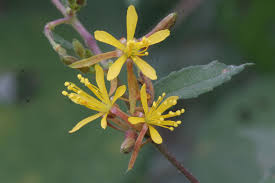 Image result for Triumfetta dekindtiana