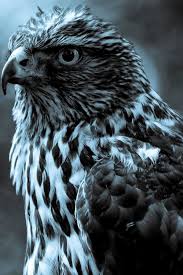 Right now we have 68+ background pictures, but the number of images is growing, so add the webpage to bookmarks and. Iphone Black Eagle Wallpaper Hd Novocom Top
