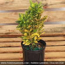 Image result for Croton gossweileri