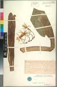 Image result for Christella gueinziana