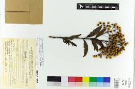 Image result for Vernonanthura polyanthes