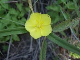 Image result for Melhania prostrata