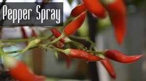 How To Make Pepper Spray Youtube