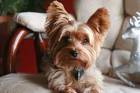 Some cat groomers even travel to your home to do the grooming there to avoid making you taking your cat to. Why Is Pet Grooming More Expensive Than My Haircut Pet Grooming Blog For Dog And Cat Owners Groomit