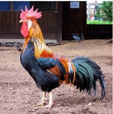 The roosters grew up together and they started to fight for the female. Mmn On Twitter Leghorn Rooster Rooster Chickens Backyard