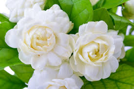 People love to use flower images for whatsapp dp, that's why we collected some beautiful flower dp for whatsapp. Jasmine Flower Stock Photos And Images 123rf