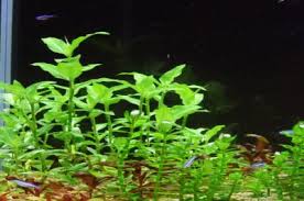 Image result for Floscopa africana