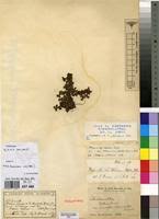 Image result for Alchemilla johnstonii