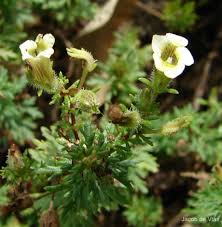 Image result for Limnophila indica