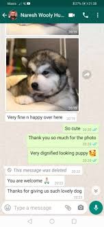 We are the largest breeder in the u.s. Puppies For Sale Negeri Sembilan