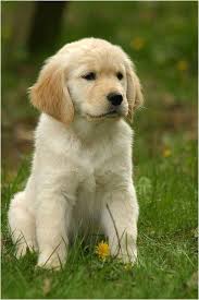 Cani Cuccioli Goldenretriever Dogs Sweetanimals Cani Cuccioli Goldenretriever Dogs Sweetanimals Cani Cuccioli In 2020 Retriever Puppy Dog Breeds Puppies