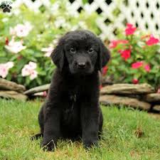 Golden Newfie Puppies For Sale Goldenacresdogs Com