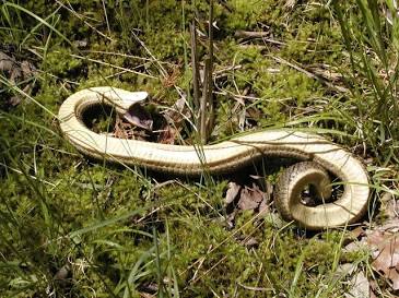 Hognose snake in thanatosis state, AI generated