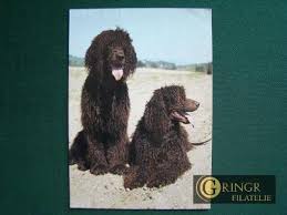 Image result for irský vodní španěl