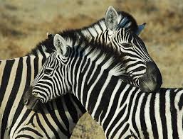 This article demonstrates some of the most imperative zebra habitat facts and its widespread distribution. Zebra Animal Facts Equus Zebra Equus Quagga Equus Grevyi Az Animals